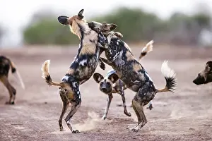 Play Fights Prints: African wild dogs (Lycaon pictus) play fighting