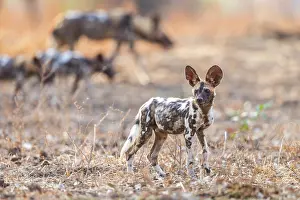 Zambia Prints: African wild dogs (Lycaon pictus) portrait