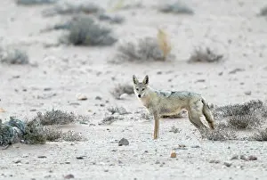 Camouflage Prints: African wolf (Canis lupaster) camouflaged in the desert, Western Sahara