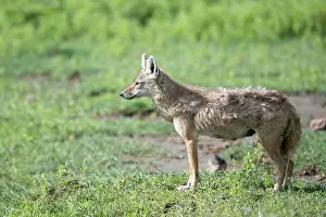 Tanzania Prints: African wolf (Canis lupaster) female, portrait, Ngorongoro Crater, Tanzania