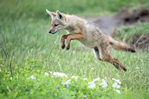 Jumping Prints: African wolf (Canis lupaster) pup, leaping, Ngorongoro Crater, Tanzania