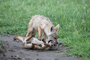 Canis Prints: Two African wolf (Canis lupaster) pups playing, Ngorongoro Crater, Tanzania