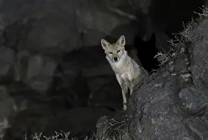 Tanzania Prints: African wolf (Canis lupaster) standing on rocks at night, Ngorongoro Crater, Tanzania