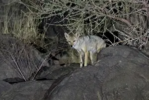 Tanzania Prints: African wolf (Canis lupaster) standing on rocks at night, Ngorongoro Crater, Tanzania