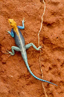 2013 Highlights Prints: Agama (Agama agama) male, Tsavo East National Park, Kenya