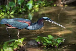 Wading Prints: Agami heron (Agamia agami) wading in shallow water, Pantanal, Brazil