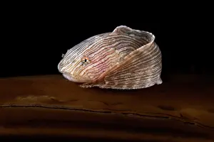 Liparidae Prints: Agassiz's snailfish (Liparis agassizii) juvenile