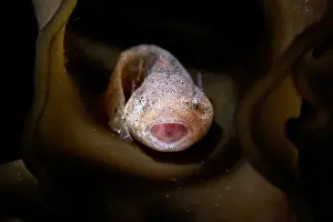 Agassiz's snailfish (Liparis agassizii) juvenile, nestled inside intricate folds of a stalk of Wakame kelp (Undaria pinnatifida), Hokkaido, Japan, Pacific Ocean