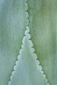 Agave Gallery: Agave (Agave felgeri) leaves, close up. Endemic plant to Mexico