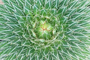 Green Gallery: Agave cactus close up abstract (Agave sp) Botanical Garden, San Miguel de Allende