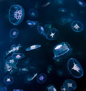 Images Dated 14th June 2010: Aggregation / bloom / swarm of Moon Jellyfish (Aurelia aurita) in the clear waters of Loch Na Keal