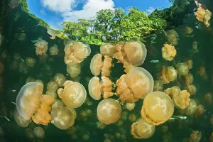 Large Group Gallery: Aggregation of Golden jellyfish (Mastigias sp