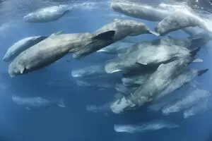 Aggregation of Sperm whales (Physeter macrocephalus) engaged in social activity. Indian Ocean