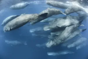 Aggregation of Sperm whales (Physeter macrocephalus) engaged in social activity. Indian Ocean