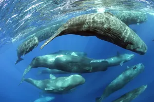 Social Behaviour Prints: Aggregation of Sperm whales (Physeter macrocephalus) several females swim after a few males