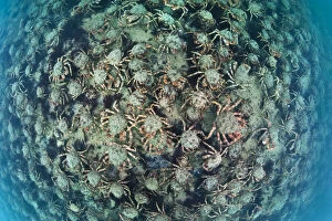 Aggregation of Spider crabs (Maja squinado) in shallow water off Burton Bradstock