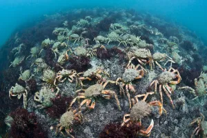 Moulting Prints: Aggregation of Spider crabs (Maja squinado) in shallow water off Burton Bradstock, Dorset