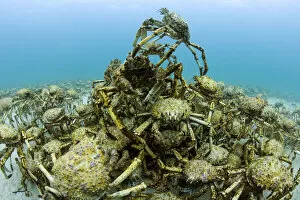 Aggregation of thousands of moulting Spider crabs (Leptomithrax gaimardii)