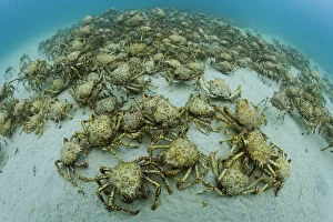 Aggregation of thousands of Spider crabs (Leptomithrax gaimardii) for moulting, South
