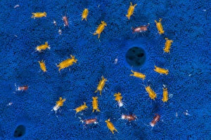 Demosponge Gallery: Aggregation of tiny isopods (Santia sp.) living on the surface of a Blue sponge (Haliclona sp)