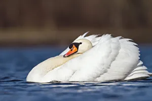 Images Dated 22nd March 2012: Aggressive Mute swan (Cygnus olor) Upper Bavaria, Germany, Europe
