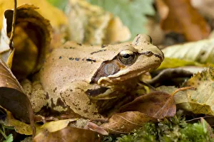 Images Dated 13th October 2008: Agile frog (Rana dalmatina) amongst dead leaves, Plitvice Lakes National Park, Croatia