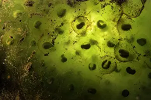 Rana Prints: Agile frog (Rana dalmatina) frogspawn with developing tadpoles