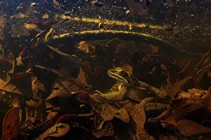 Rana Prints: Agile frog (Rana dalmatina) male sitting at bottom of pond during breeding season