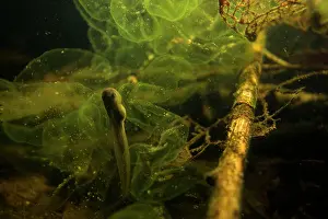 Rana Prints: Agile frog (Rana dalmatina) newly hatched tadpole feeding on empty frogspawn