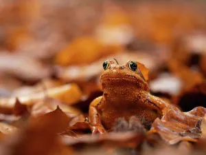 Rana Prints: Agile frog (Rana dalmatina) sitting in autumn leaves, Upper Bavaria, Germany. October