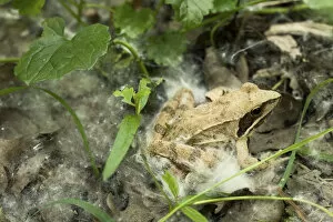 Agile frog (Rana dalmatina) in the undergrowth, with some white willow achenes, Sava river oxbow
