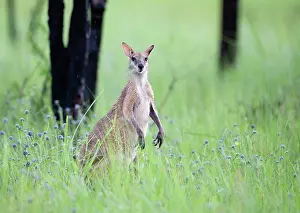 Marsupialia Prints: Agile wallaby (Macropus agilis) standing alert in long grass