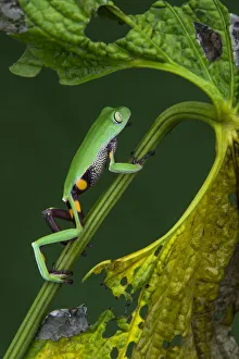 Agua Rica leaf frog (Phyllomedusa ecuatoriana) captive, endemic to Agua Rica, Ecuador