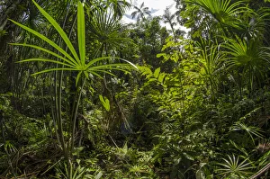 Images Dated 27th August 2013: Aguaje palm swamp (Mauritia flexuosa) Maijuna Indigenous Community, Rainforest, Sucusari