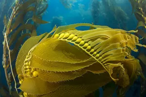 Air bladders lifting strands of giant kelp (Macrocystis pyrifera) towards the surface