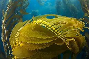 February 2022 Highlights Collection: Air bladders lifting strands of giant kelp (Macrocystis pyrifera) towards the surface