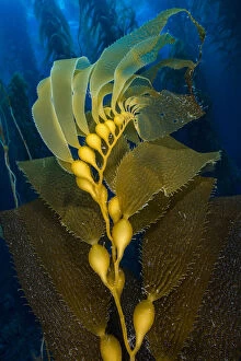 Yellow Collection: Air filled bladders of Giant kelp (Macrocystis pyrifera). Santa Barbara Island, Channel Islands