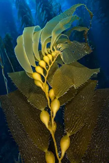 Colour Prints: Air filled bladders of Giant kelp (Macrocystis pyrifera)