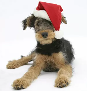 Airdale Terrier bitch puppy, Molly, 3 month, wearing a Father Christmas hat