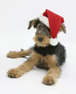 Airdale Terrier bitch puppy, Molly, 3 months old, wearing a Father Christmas hat
