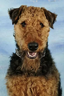 Airdale terrier head portrait, sitting and panting
