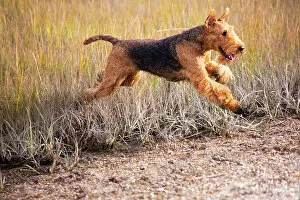 April 2023 Highlights Collection: Airedale terrier, female, running through coastal grass in autumn, Madison, Connecticut, USA