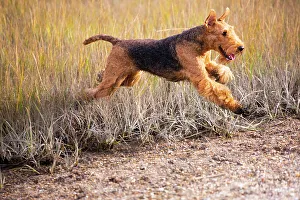 Airedale terrier, female, running through coastal grass in autumn, Madison, Connecticut, USA. October
