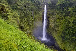 Waterfalls Collection: Akaka falls (422 foot) surrounded by vegetation, (much of which is non-native) Akaka