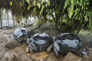 Alcedo Galapagos tortoise (Chelonoidis nigra vandenburghi) group wallowing in mud