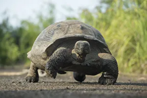 Alcedo Galapagos tortoise (Chelonoidis nigra vandenburghi) walking, Alcedo Volcan