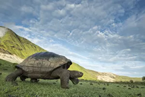 Images Dated 9th March 2017: Alcedo giant tortoise (Chelonoidis vandenburghi) walking, Alcedo Volcano, Isabela Island