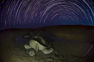 Images Dated 22nd November 2019: Alcedo giant tortoise (Chelonoidis vandenburghi) in water at night, star trails in