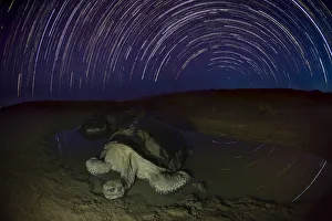 Images Dated 22nd November 2019: Alcedo giant tortoise (Chelonoidis vandenburghi) in water at night, star trails in