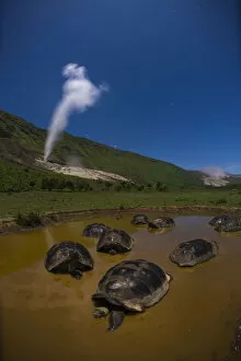 Images Dated 22nd November 2019: Alcedo giant tortoise (Chelonoidis vandenburghi), group bathing in water. Alcedo Volcano